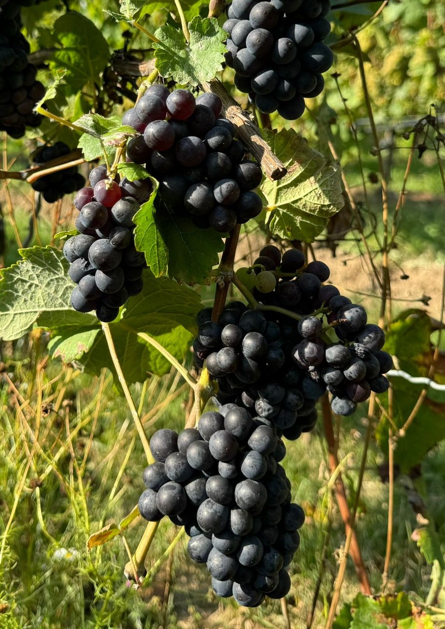Schwarzriesling