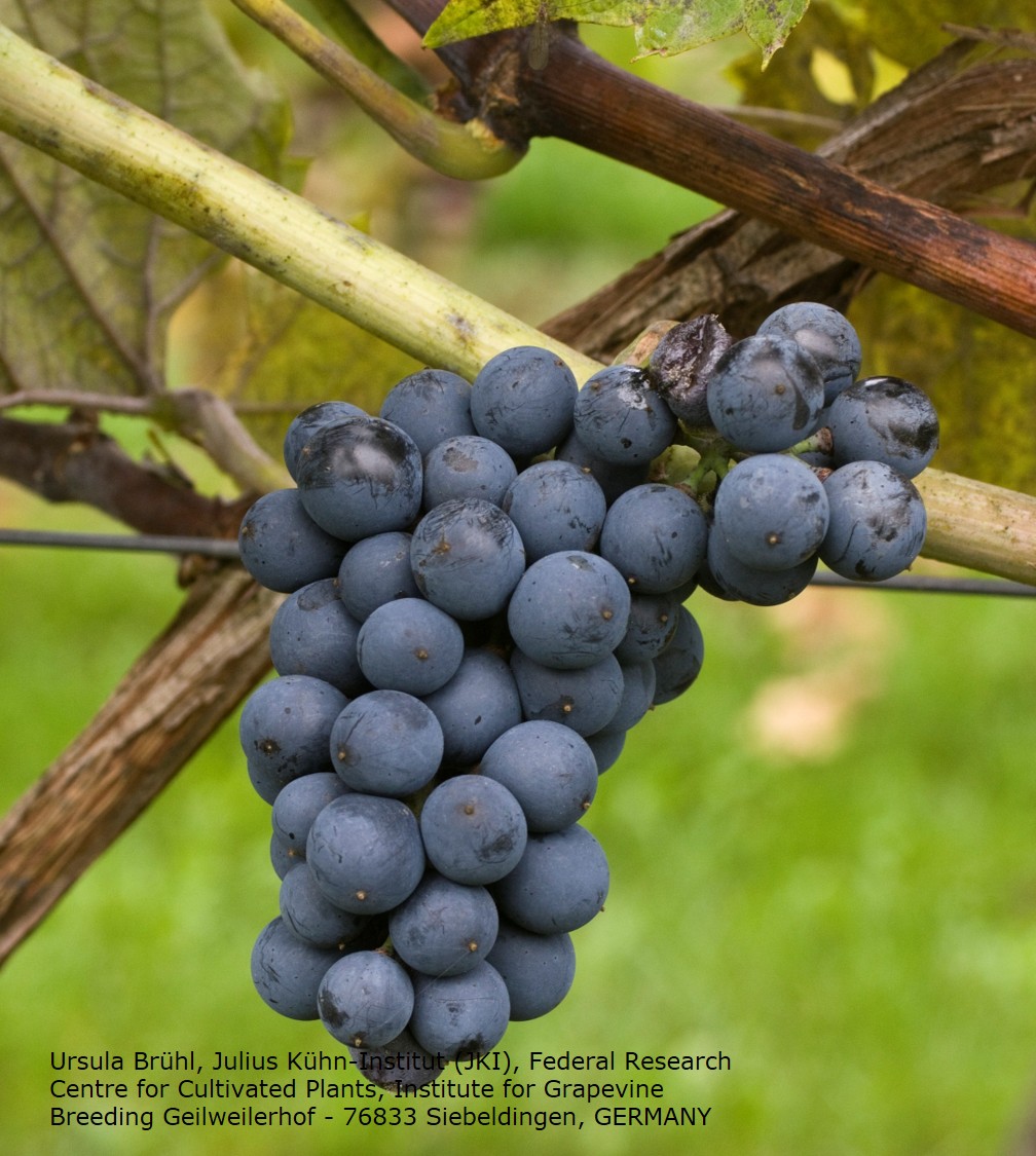 Léon Millot (5BB) - PIWI