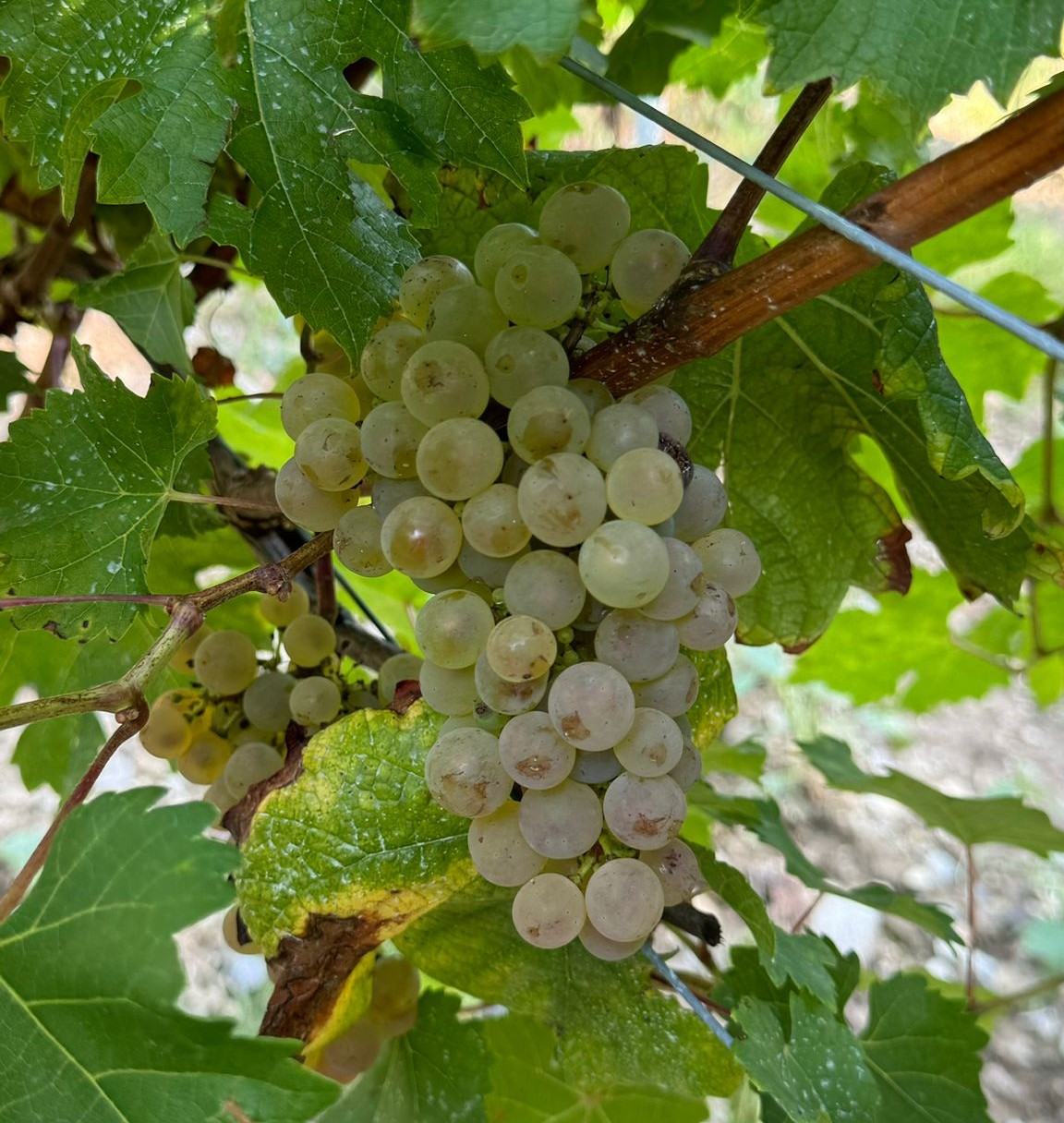 Weißer Riesling