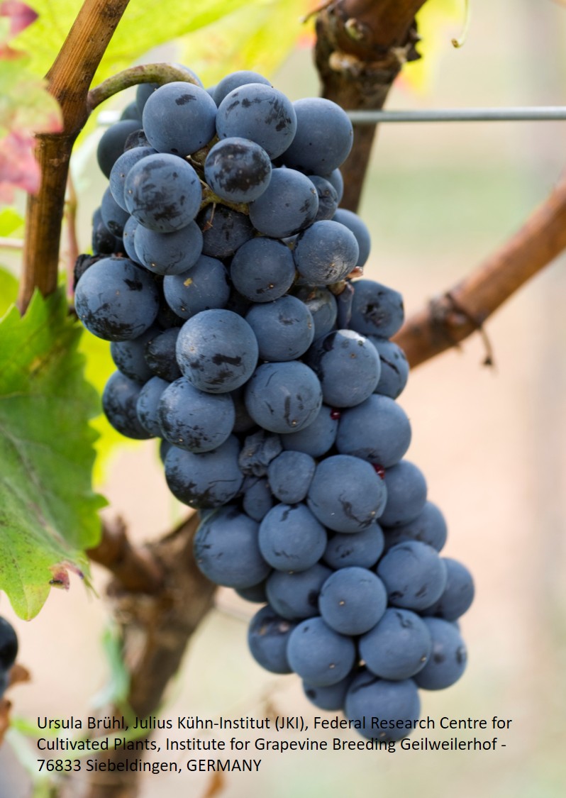 Cabernet Jura - PIWI