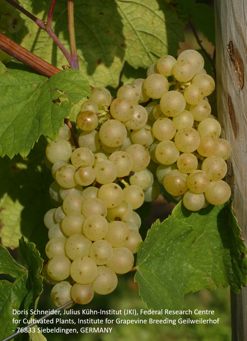 Auxerrois