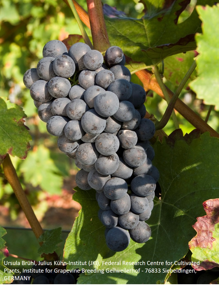 Blauer Portugieser