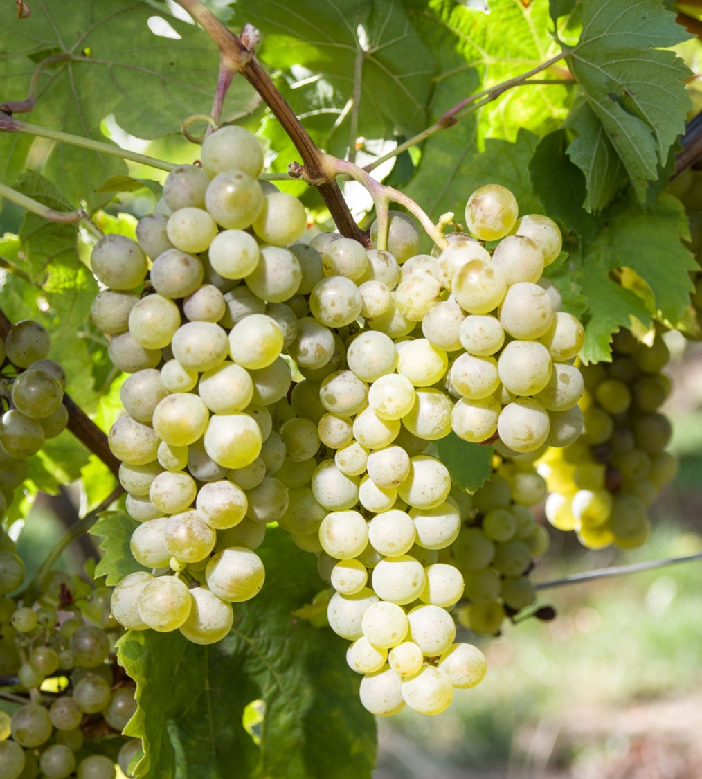 Müller-Thurgau