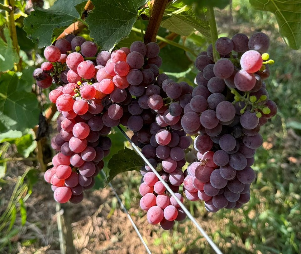 Souvignier Gris - PIWI
