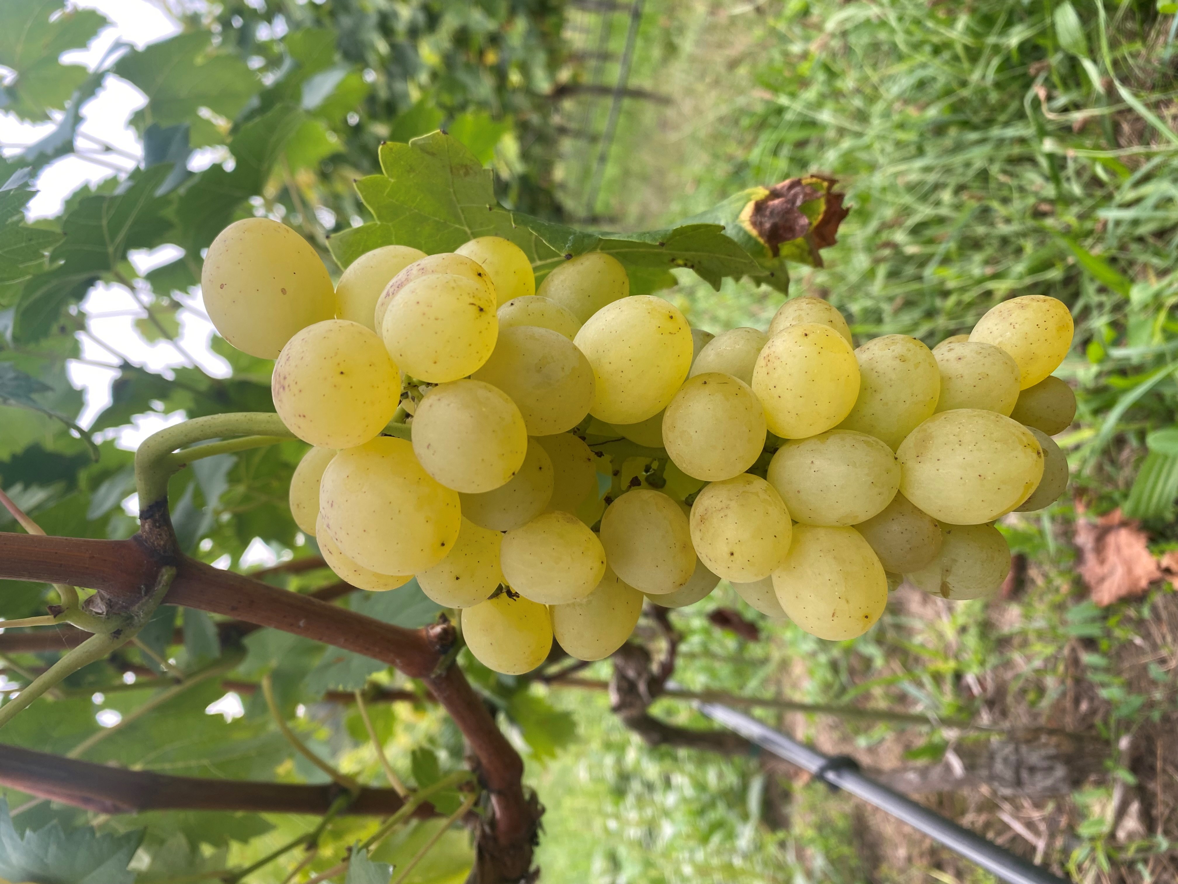 Auxerrois