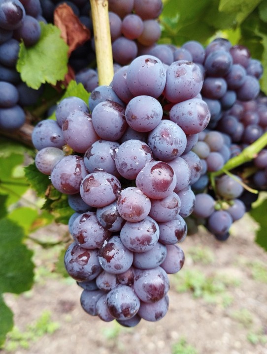 Blauer Silvaner