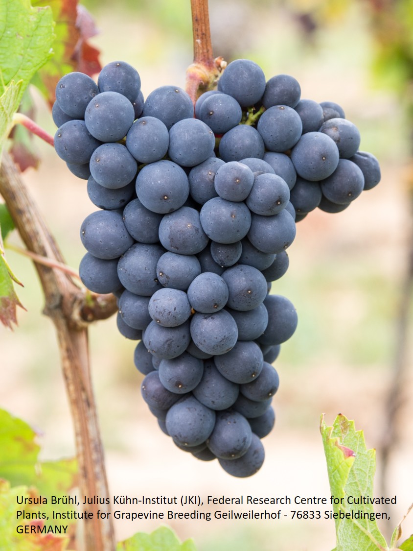 Blauer Spätburgunder (Pinot Noir)