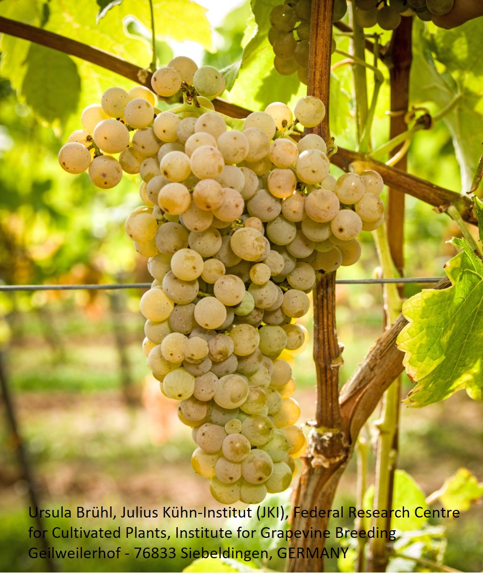 Calardis Musqué - PIWI