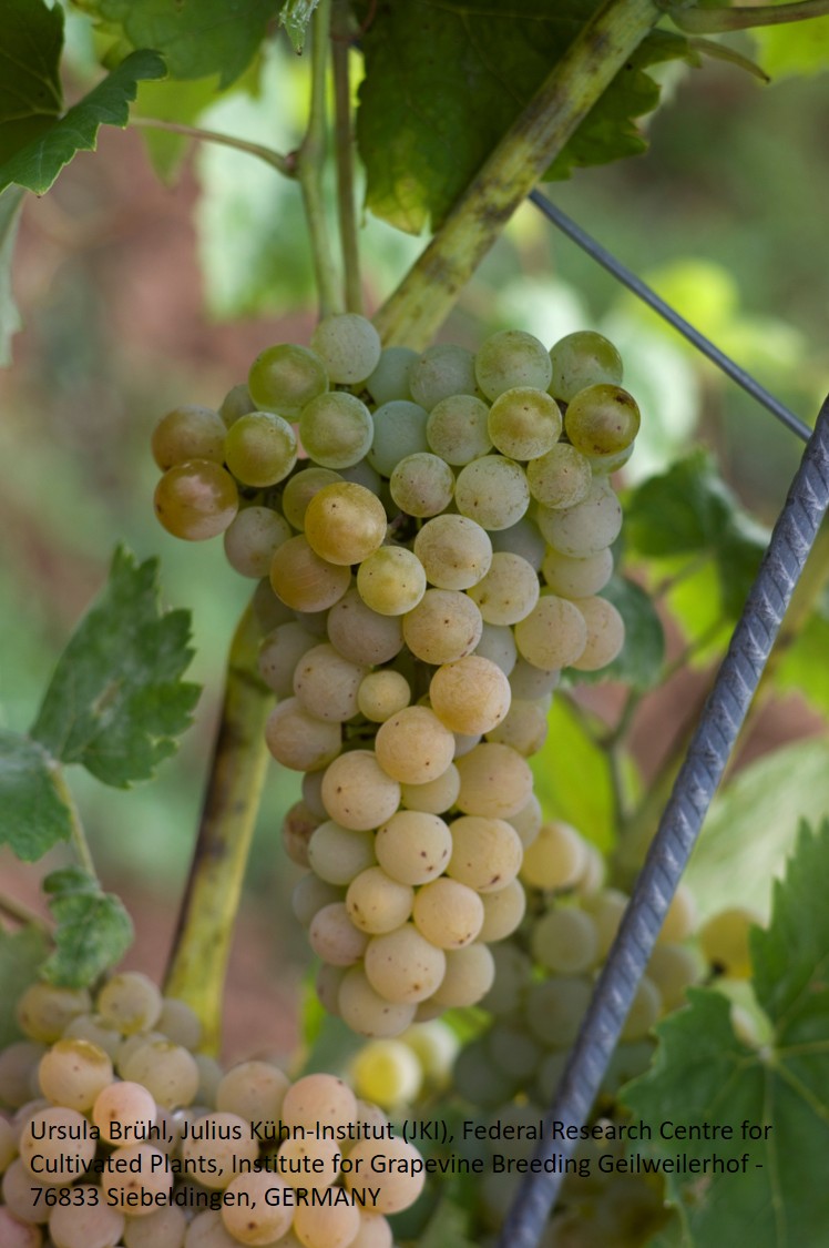 Calardis Blanc - PIWI