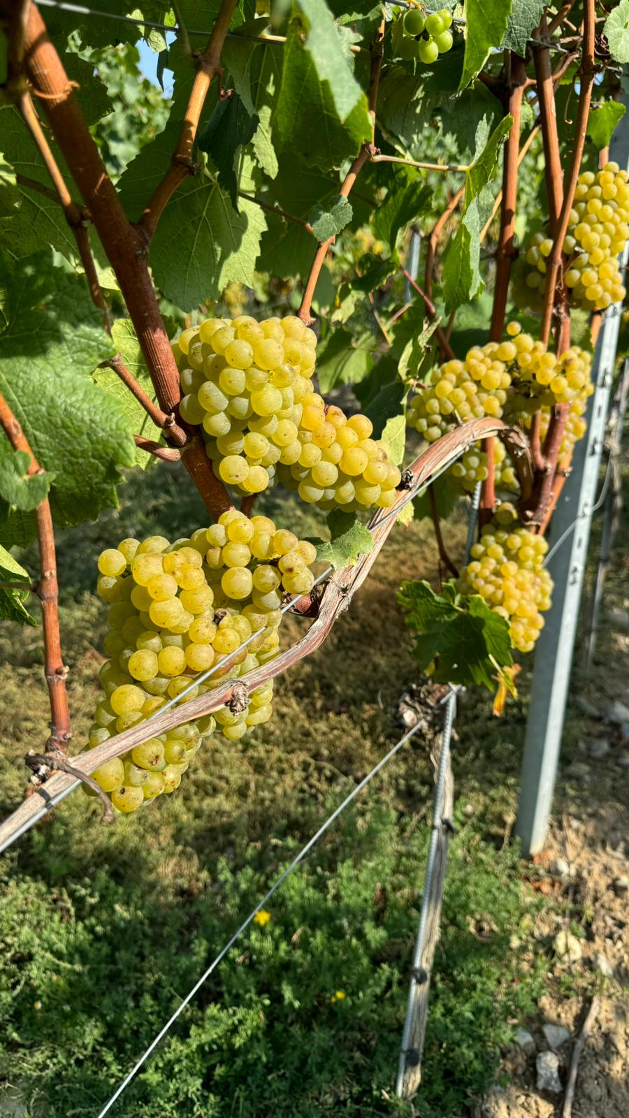 Chardonnay