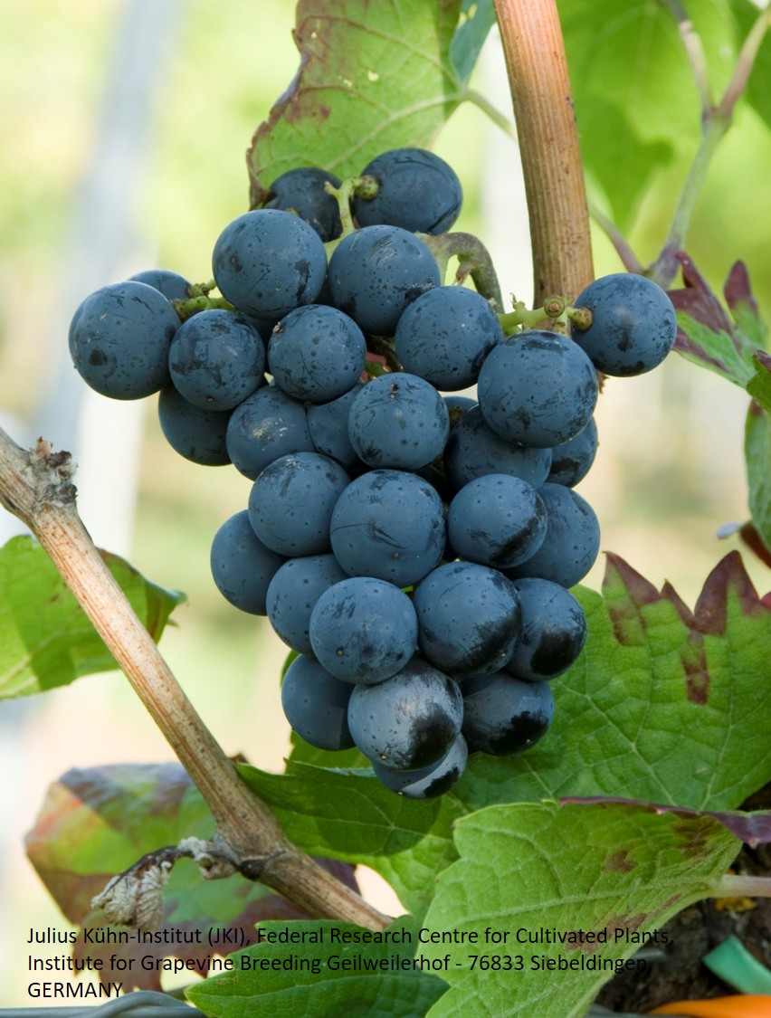 Cabernet Cortis - PIWI