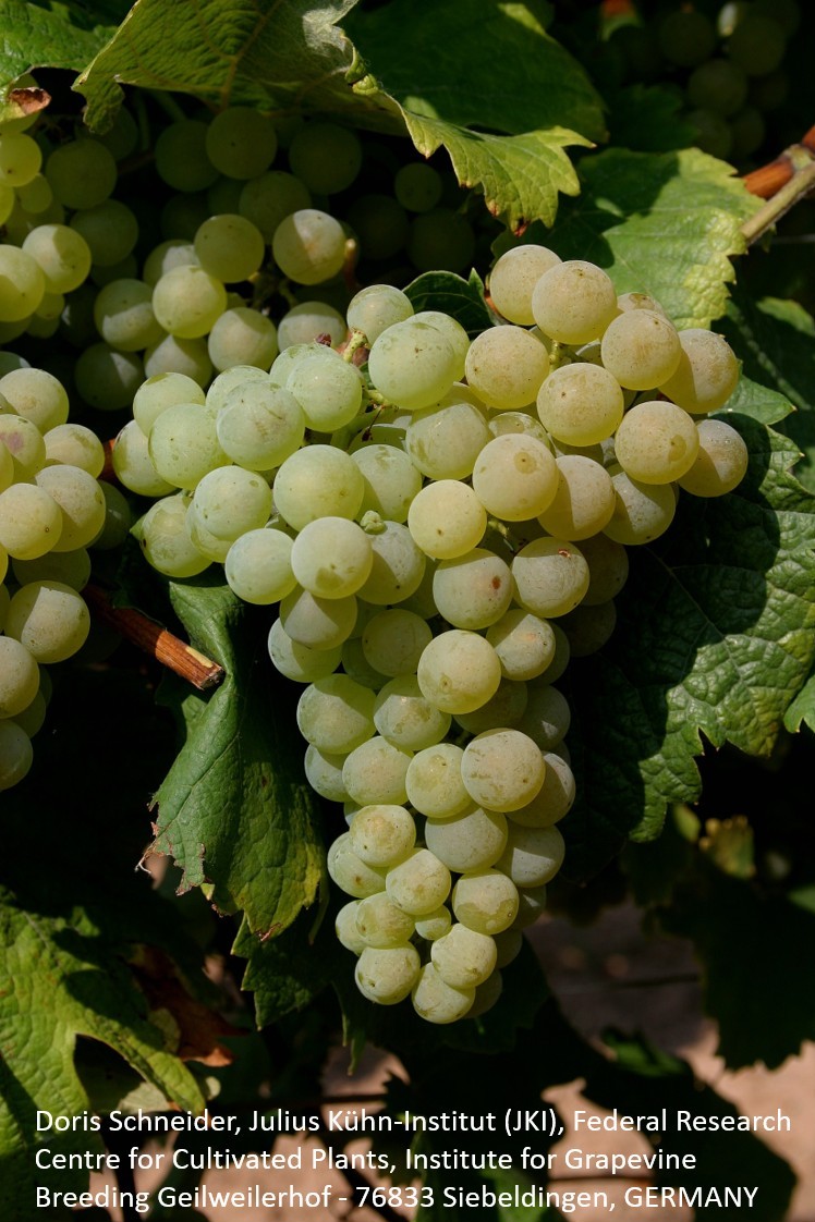 Bacchus