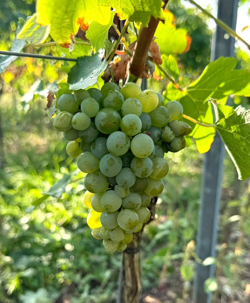 Sauvignon Blanc