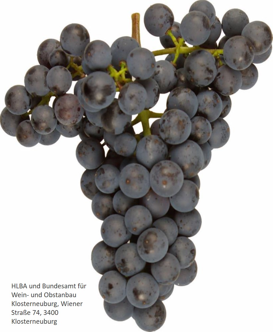 Pinot Nova