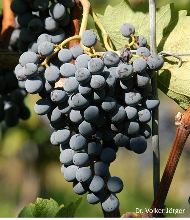 Cabernet Cantor
