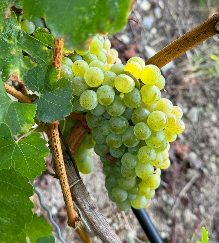 Scheurebe