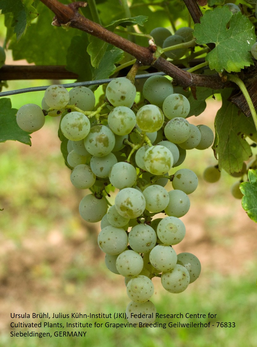 Cabernet Blanc - PIWI