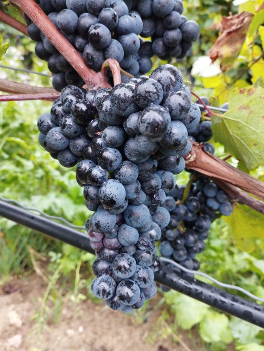 Blauer Zweigelt