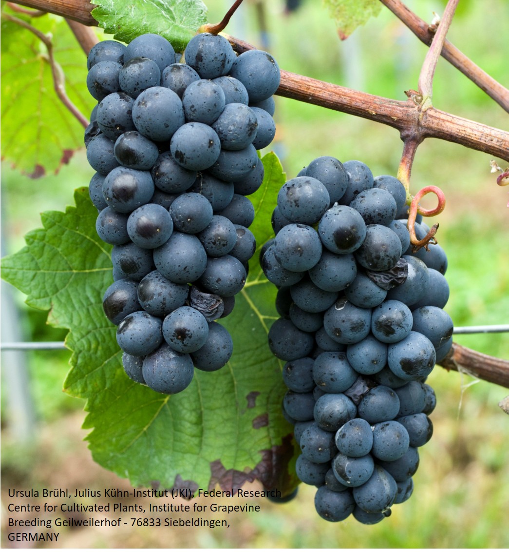 Blauer Frühburgunder